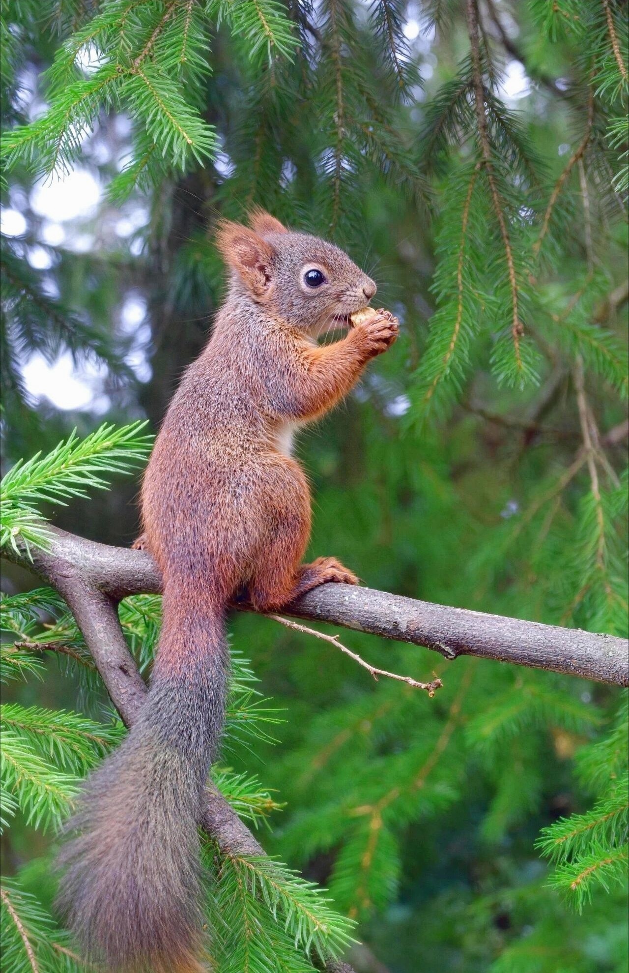 油50多的溢价率，吓死人了，这怎么搞？ 