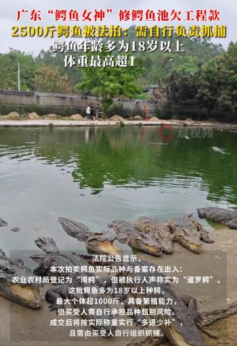 笑不活了！广东中山，一女子因欠工程款不给，养殖的2500斤鳄鱼被法拍，其中有条更