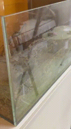 哈尔滨女子离家一年，鱼缸变“鱼刺标本馆”！
 哈尔滨李女士的养鱼经历，堪称年度“