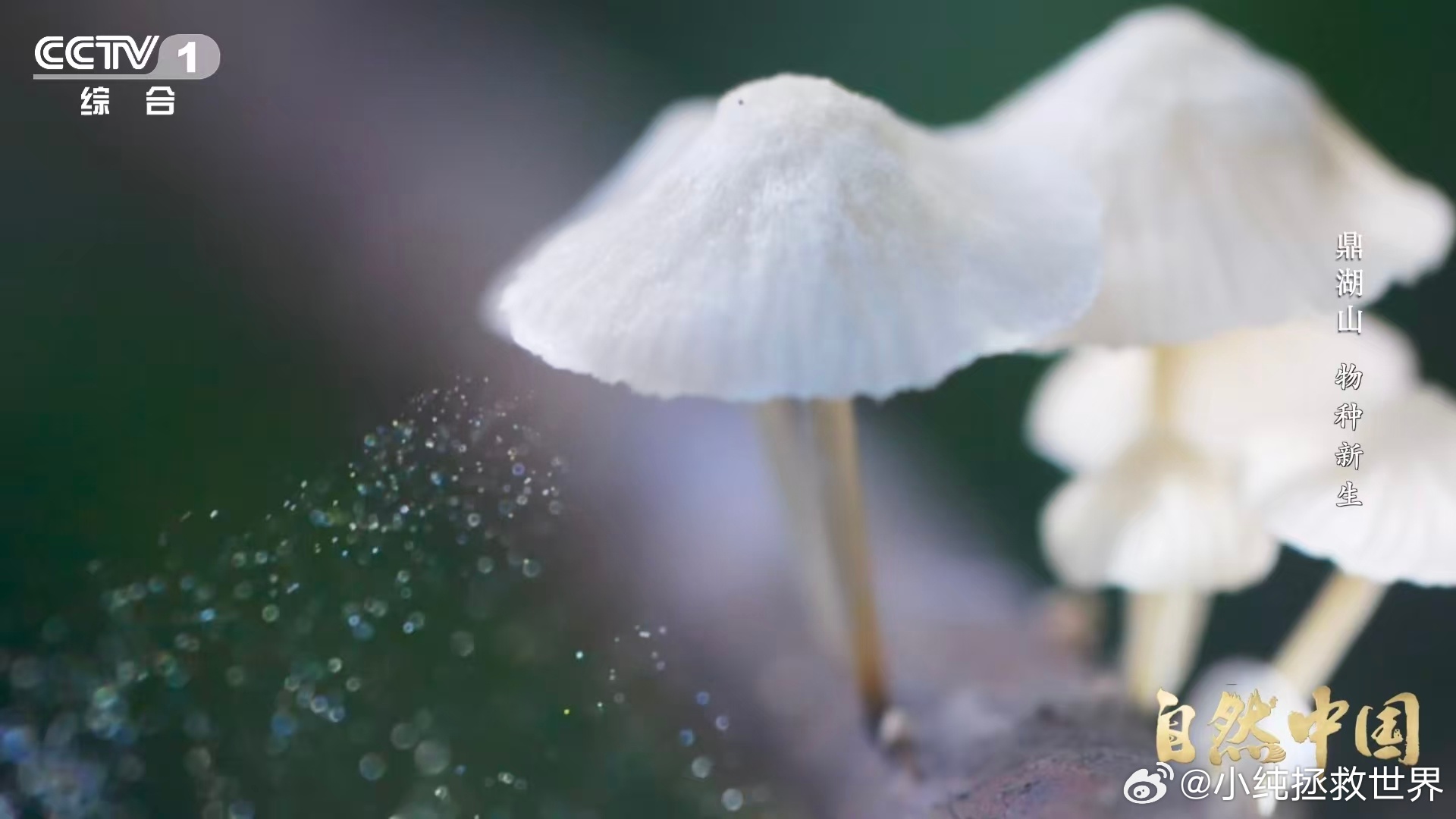 土壤的土腥味从何而来 救命！以前只知道土壤能种庄稼，今天才懂它的“骨架”是岩石变