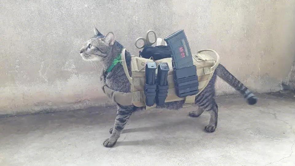 家里的猫丟了一个月，今天突然跑回来了，这是去哪了