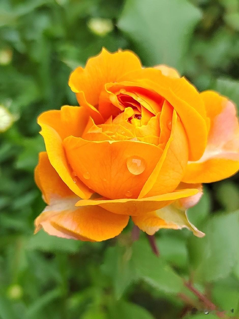 《晨露黄玫》
金瓣凝珠映晓光，
翠丛暖影漫芬芳。
轻摇玉露低吟处，
定格春辉满袖