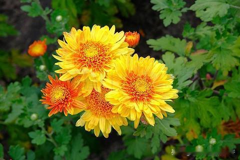 公司越来越离不开我了
找人喊我
拉货喊我
打电话喊我
工作安排喊我
车子加油喊我