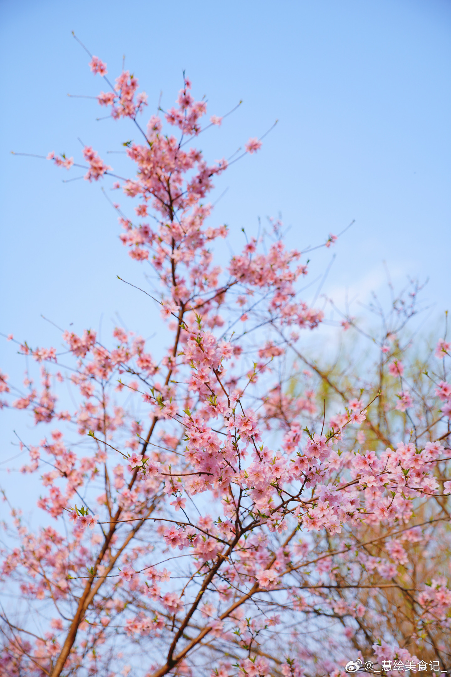 春和景明，万物复苏~春天就要多出来溜达，趁着还没飘柳絮~我和春天有个约会最美人间