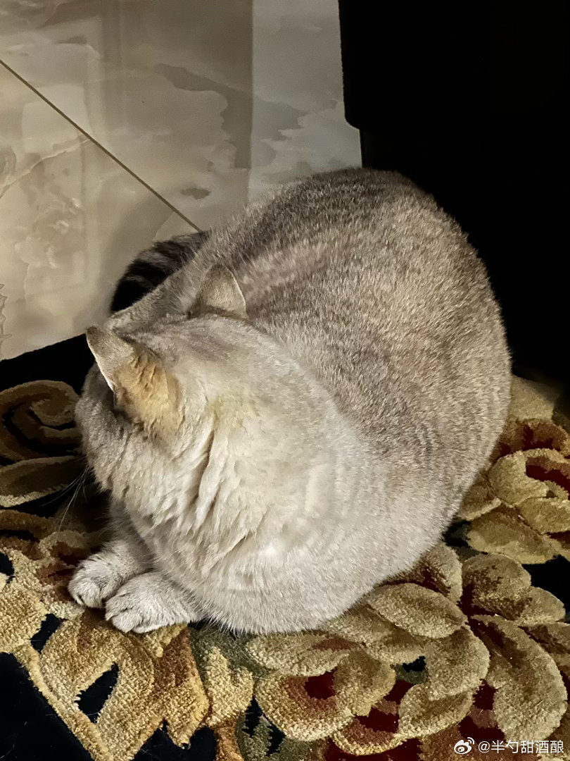 🐱 