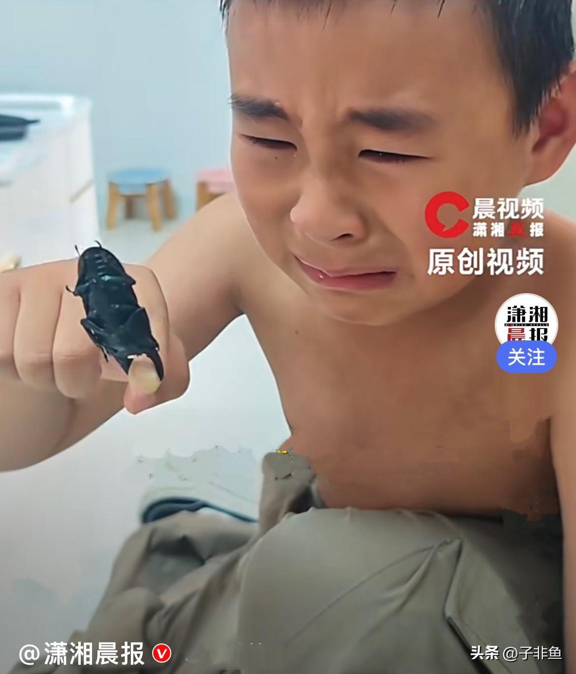 江苏淮安一小男孩是昆虫爱好者，家里养了一只锹甲虫，平日里把这长着威风大钳子的小虫