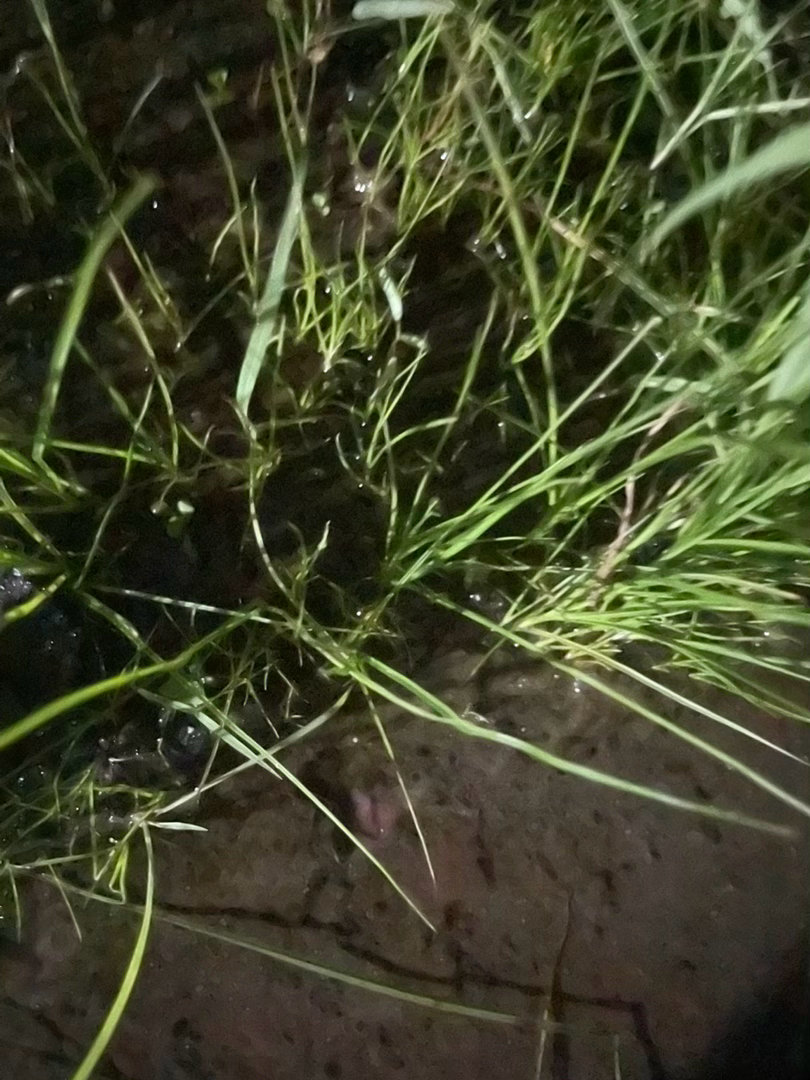 卧槽老子好倒霉 走路上耳机突然掉了掉着掉着掉到草坪了 然后苹果手机发烫打开不了手