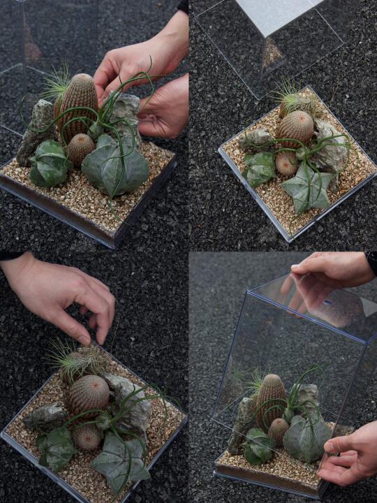 把沙生植物园搬回家