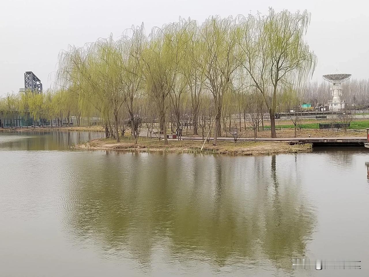 城市风景一角照片分享每天都在变化的柳树，春天里表现得非常突出。似乎每天的早上都能