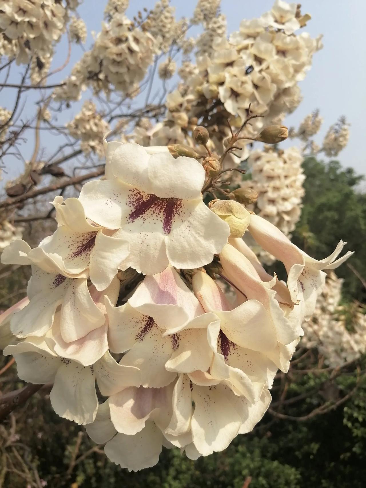 能否分享一张你拍的花卉照片今天拍到的白花泡桐