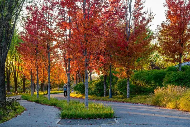 冬日生活打卡季 冬日生活就是一场充满惊喜的打卡之旅。这不，初冬风景正美，午后我就