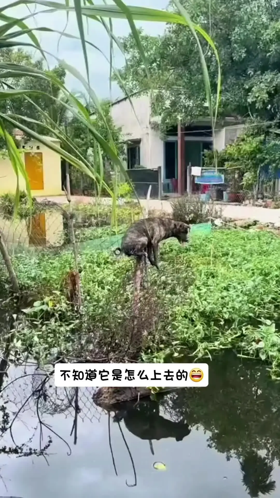 不知道它是怎么上去的😄