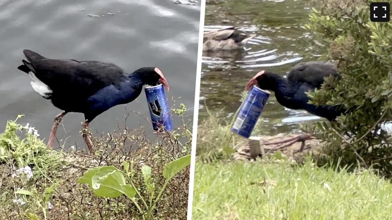 新西兰救助一只被易拉罐卡住嘴巴的红嘴咉鸡，经过五天救助，才让它成功脱困。这件事告