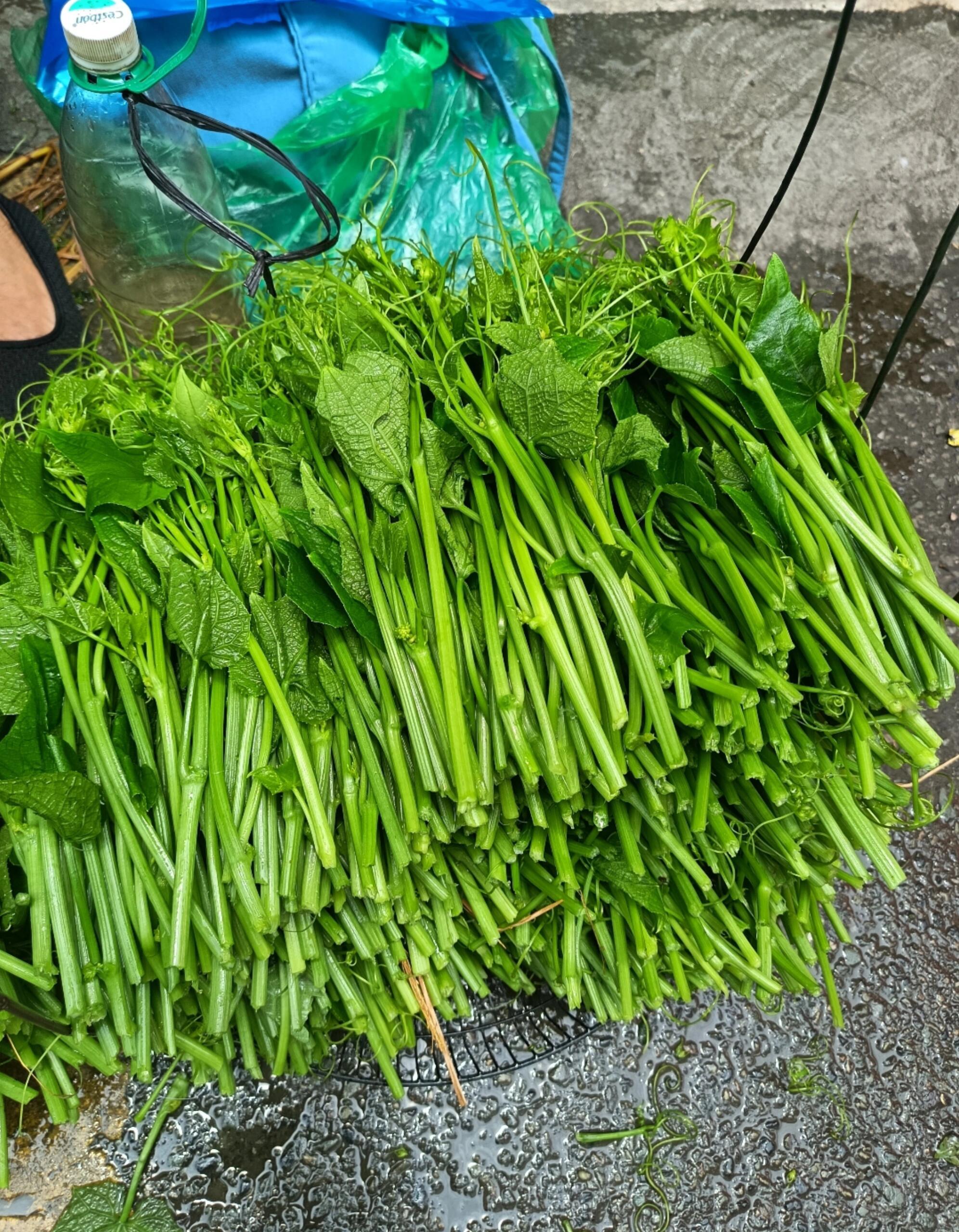 佛手瓜苗，剥皮清炒特别好吃[点赞] ​​​