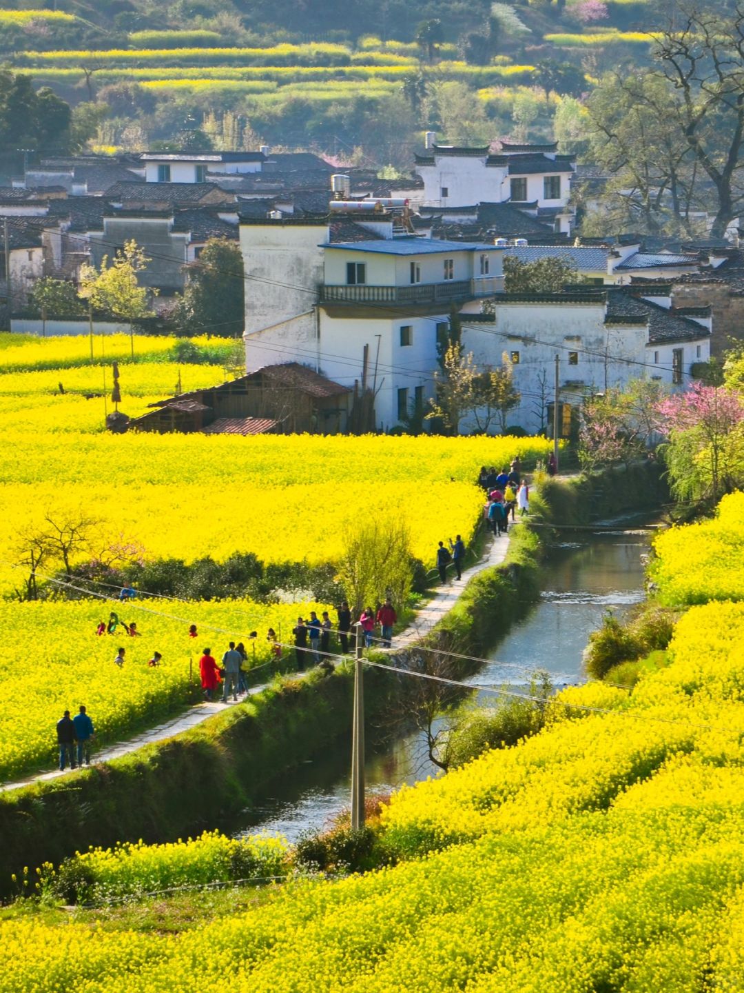 给老板做的婺源两日油菜花攻略🌼被夸了🥰