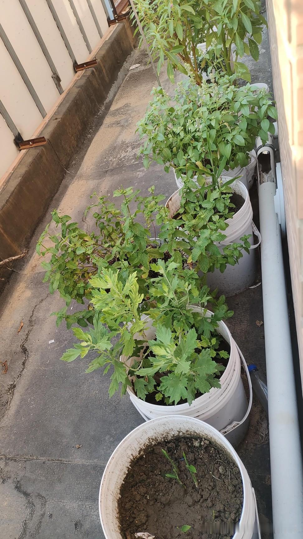 有人怕热有人怕冷，我是既怕热又怕冷。
冬天一冻就头懵恨不得冬眠，夏天一热就心里发