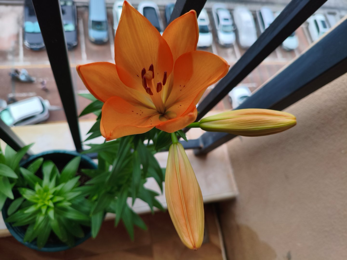 去年种的百合花今年长了3个头，杆子都有一米多，是不是养的还不错？就是我买的黄色，