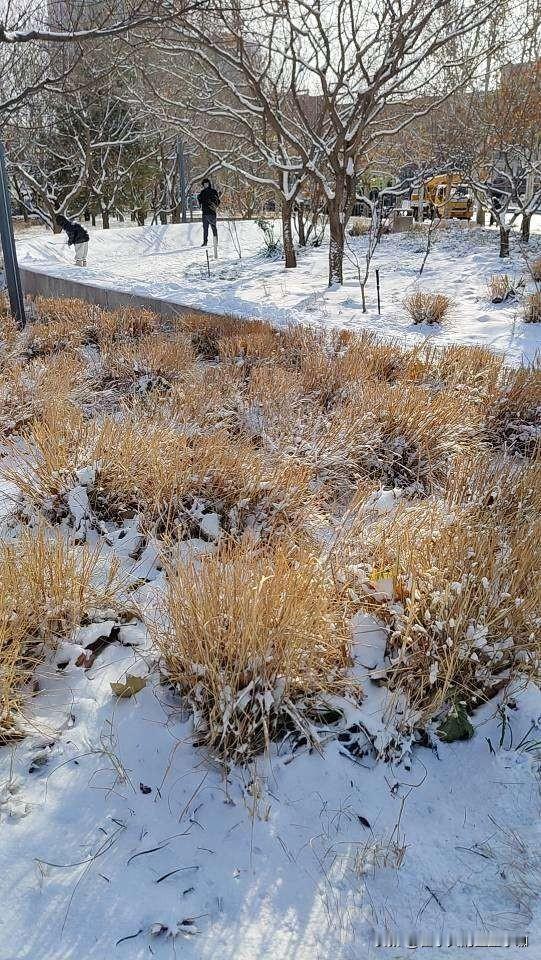 分享一张最近随手拍的照片