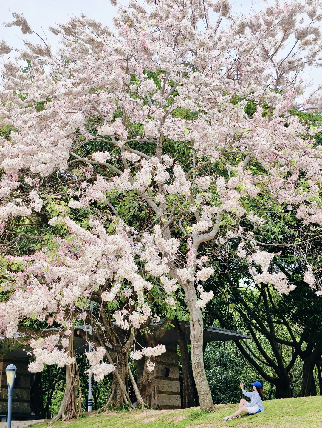 趁热来拍🌸深圳湾花旗木两处打卡机位公开