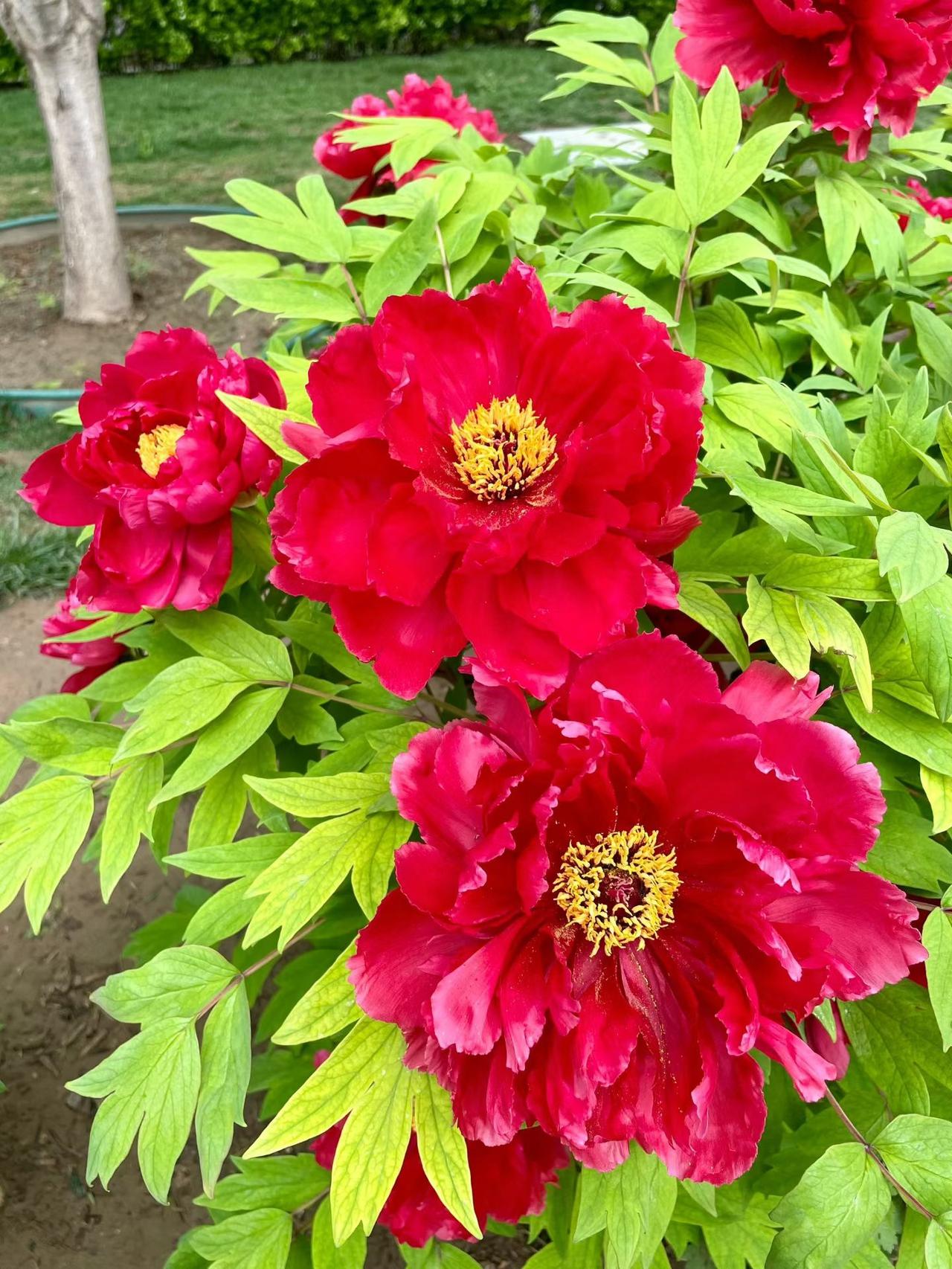 《七律～一世贤妻良母》

三秋气色半生情，
卌载光华一世名。
爱日贤妻良母笑，