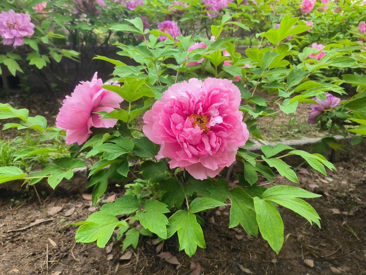 昨天小李老师请我们吃饭。十多年前的老同事，我没有问什么原因，就答应了，去了之后发