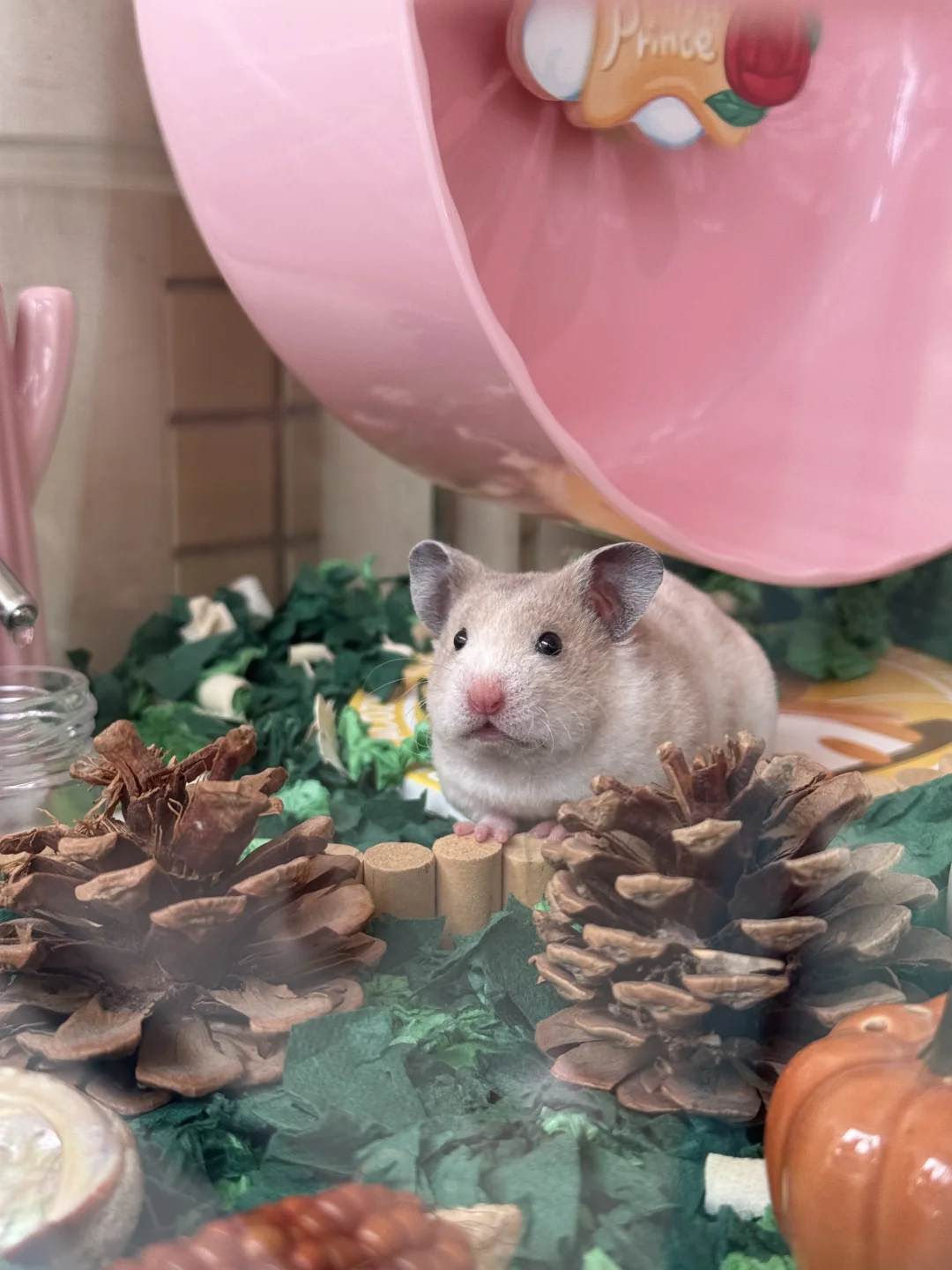 EE们，我像不像一只小狗🐶