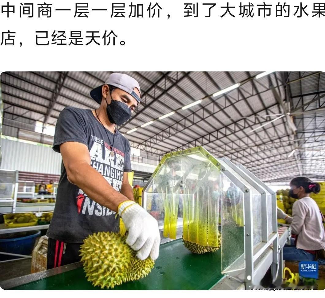 对泰国下手？榴莲跌破20一斤，中国到底动了谁的奶酪。

榴莲跌破20元一斤，这事