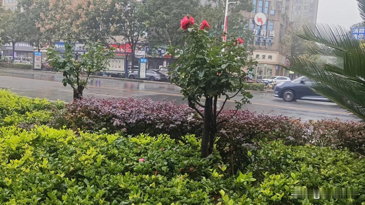 上联、下联都是原创，欢迎友友们任意对，亮出你的佳作来。

上联:百花虽好无恒艳