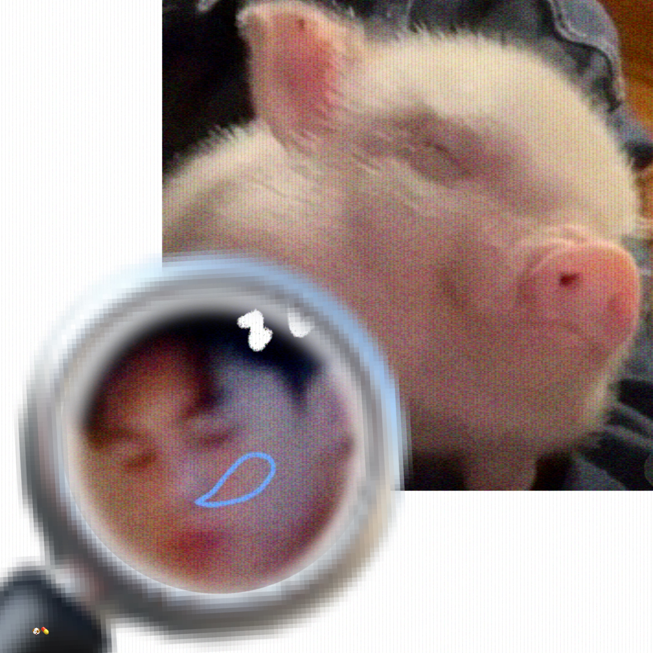 dd难道不是小猪吗