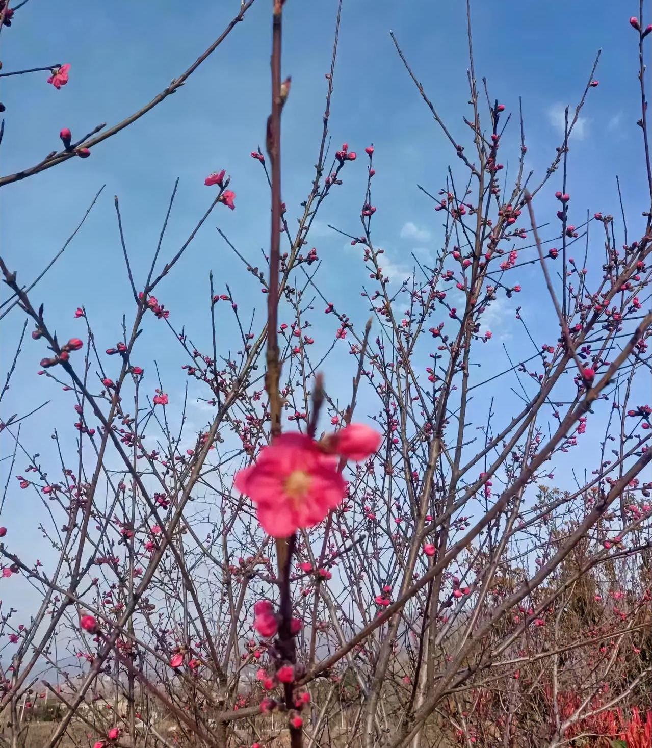 下班路上本来满肚子烦心事，整个人都蔫蔫的，结果一抬头就撞见这满树的花！粉嫩嫩的花