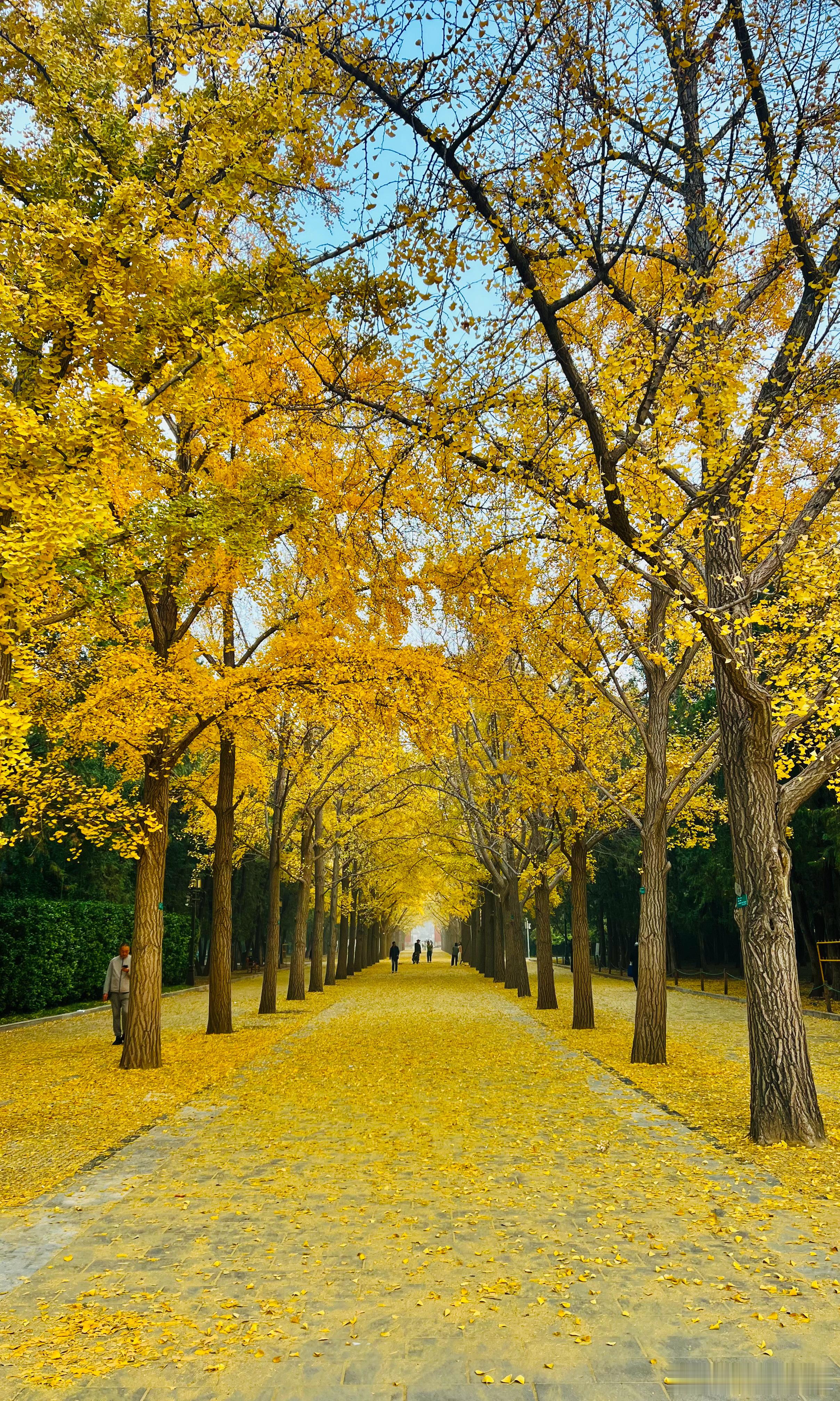 北京地坛公园 银杏大道 摄影   