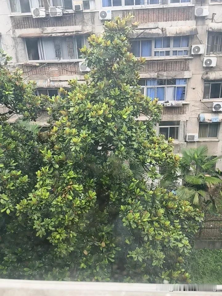 华科大玉兰花开了拍照要等位华科大的玉兰花树，下雨了，树在雨中矗立。