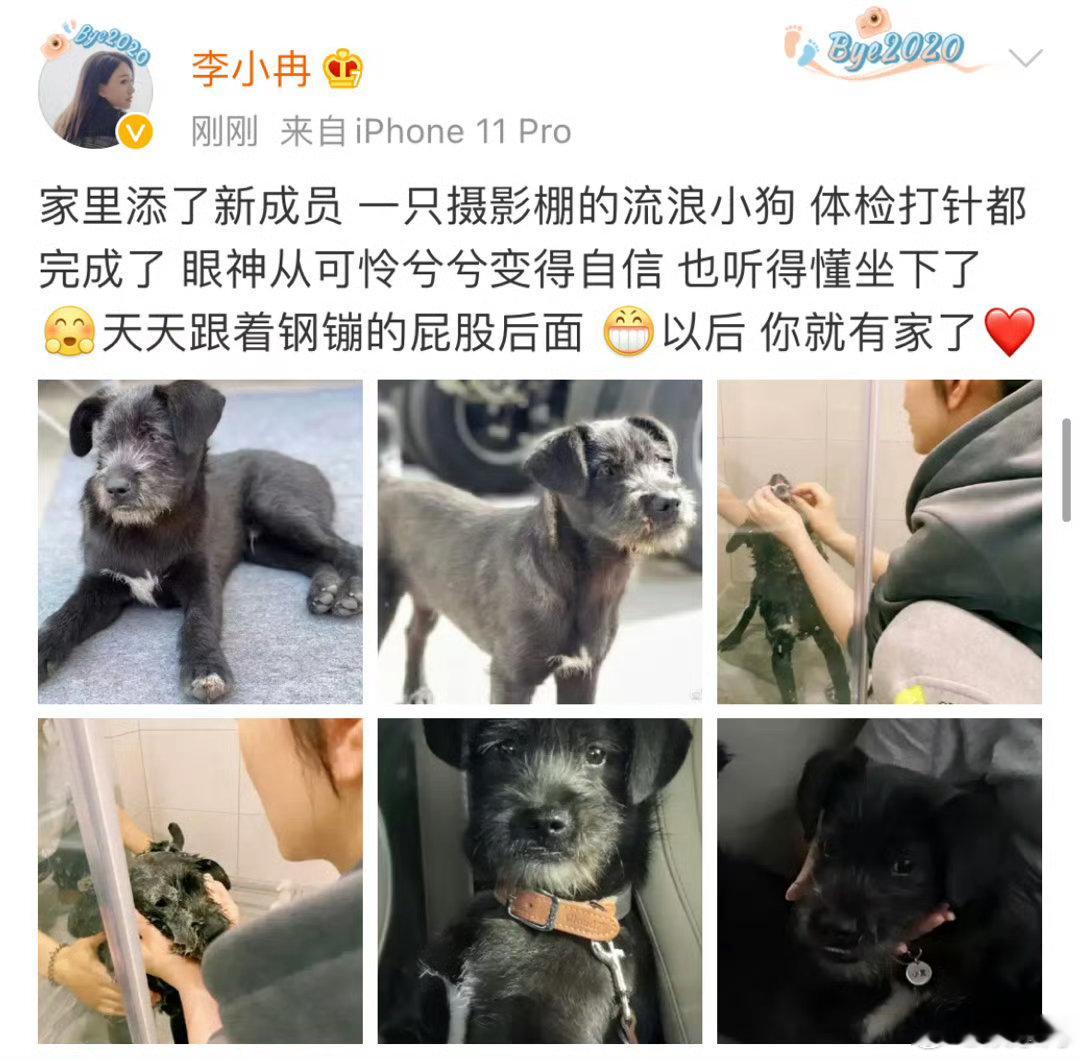 李小冉为地震参与搜救的小狗点赞 灾难面前不分物种，搜救小狗争分夺秒寻找幸存者，李