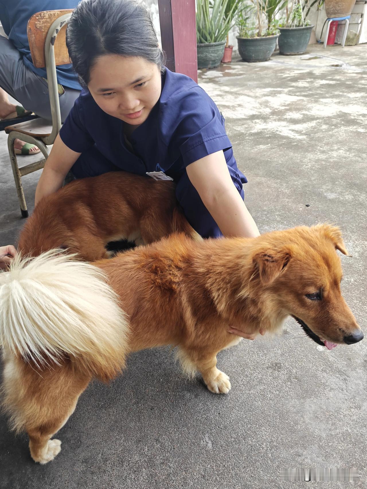 医者暖善心，双犬伴温情
 
温柔善意，从来都是最动人的底色。在穗华口腔医院预防保