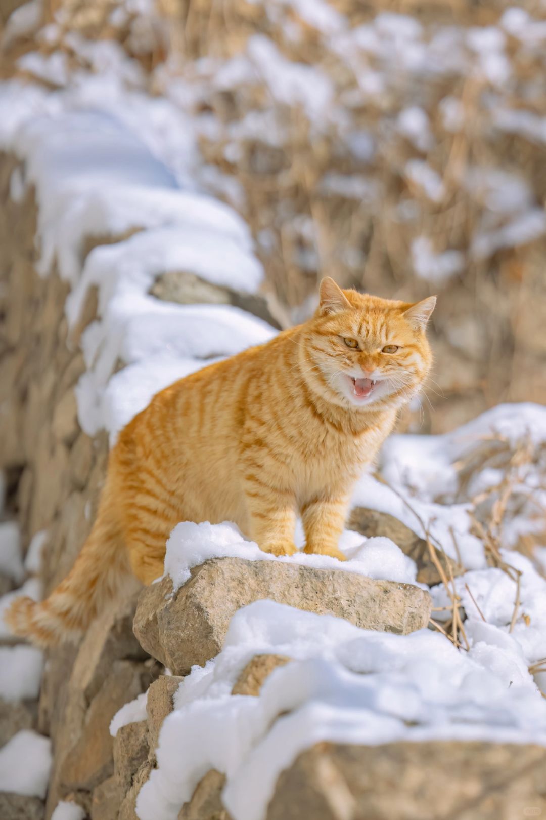 北京雪景里，那些胖乎乎的小猪咪