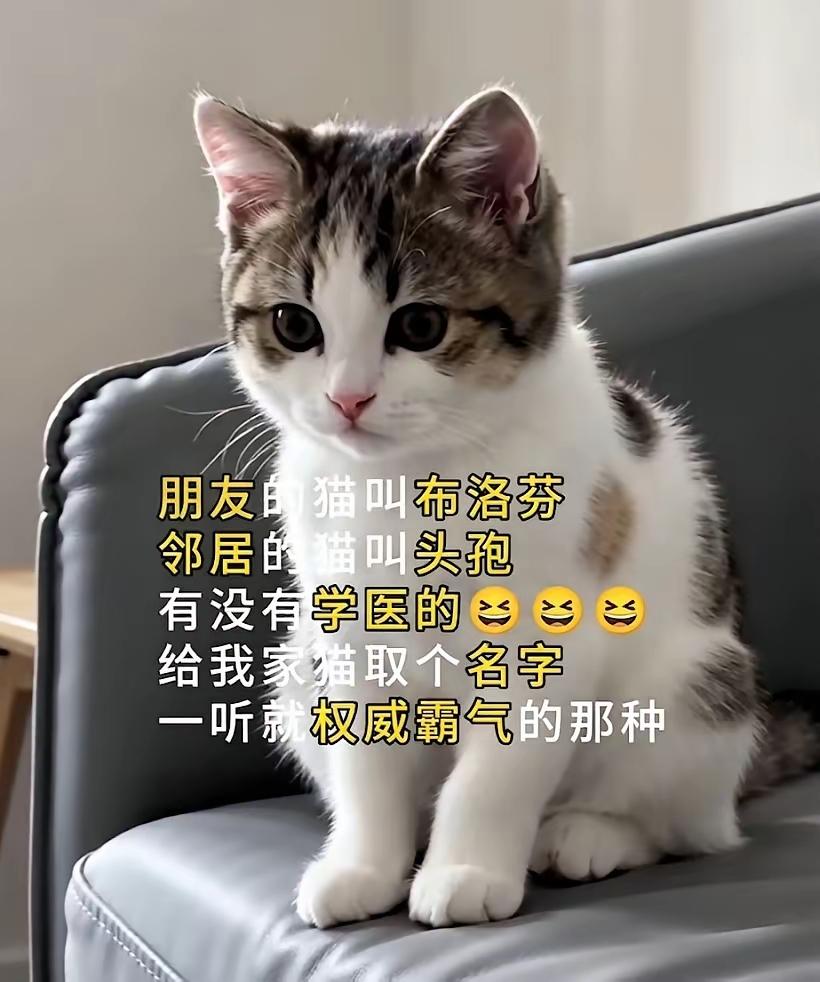 内卷，已经卷到猫咪名字了。来给我家猫起个名字，要一听就权威霸气的那种。
别家猫猫