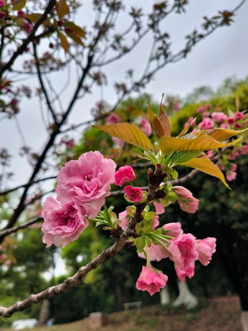 春风拂过街巷，阳光温柔洒落，枝头冒出新芽，花朵次第绽放。日子慢慢变得鲜活，风里都