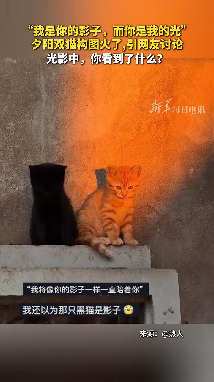 我写的vs网友vsdepseek
“我是你的影子，而你是我的光”，夕阳双猫构图火