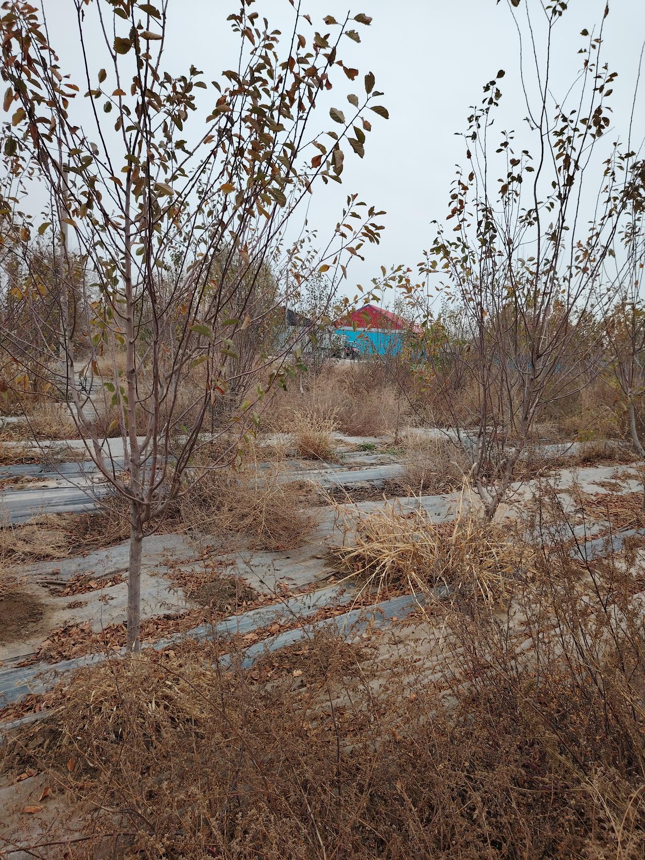 冬日生活打卡季