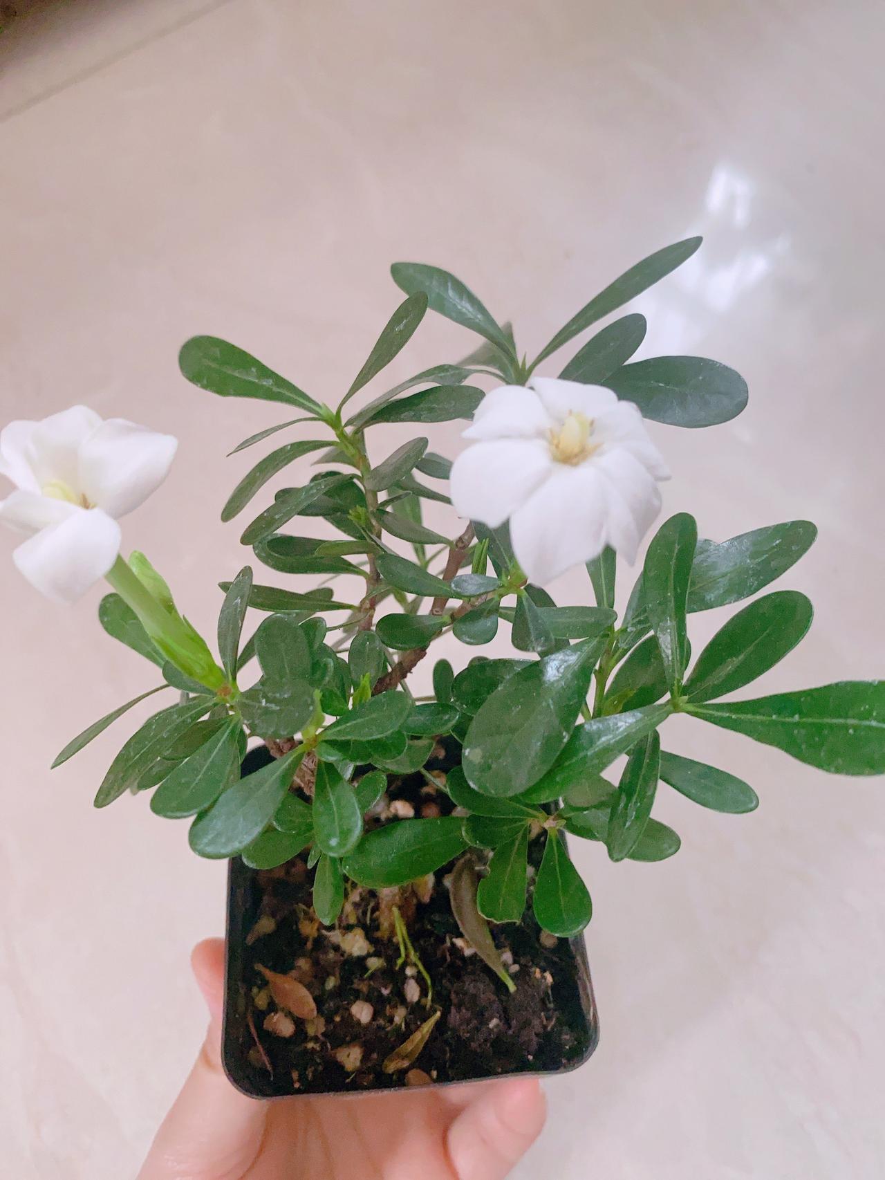 夏天一到，最治愈的花，一定是栀子花。
不用艳丽的颜色，不用刻意讨好，简简单单一身