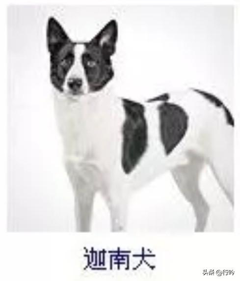 菩萨蛮51·迦南犬
       霜毫错落流云雪，墨痕巧作星眸靥。竖耳若听风，英