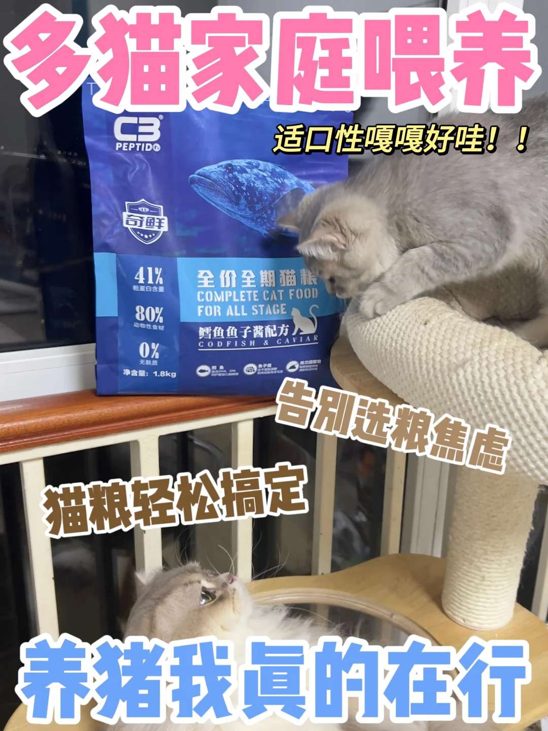 多猫家庭口粮大揭秘！无限囤货买买买~