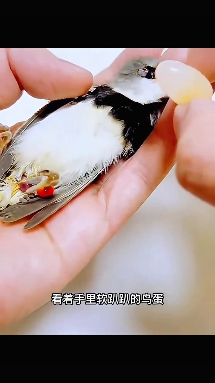 眼前的小鸟正在经历难产，观察半天也没见生出来，鸟妈妈还因此失去了生命，无奈下男人
