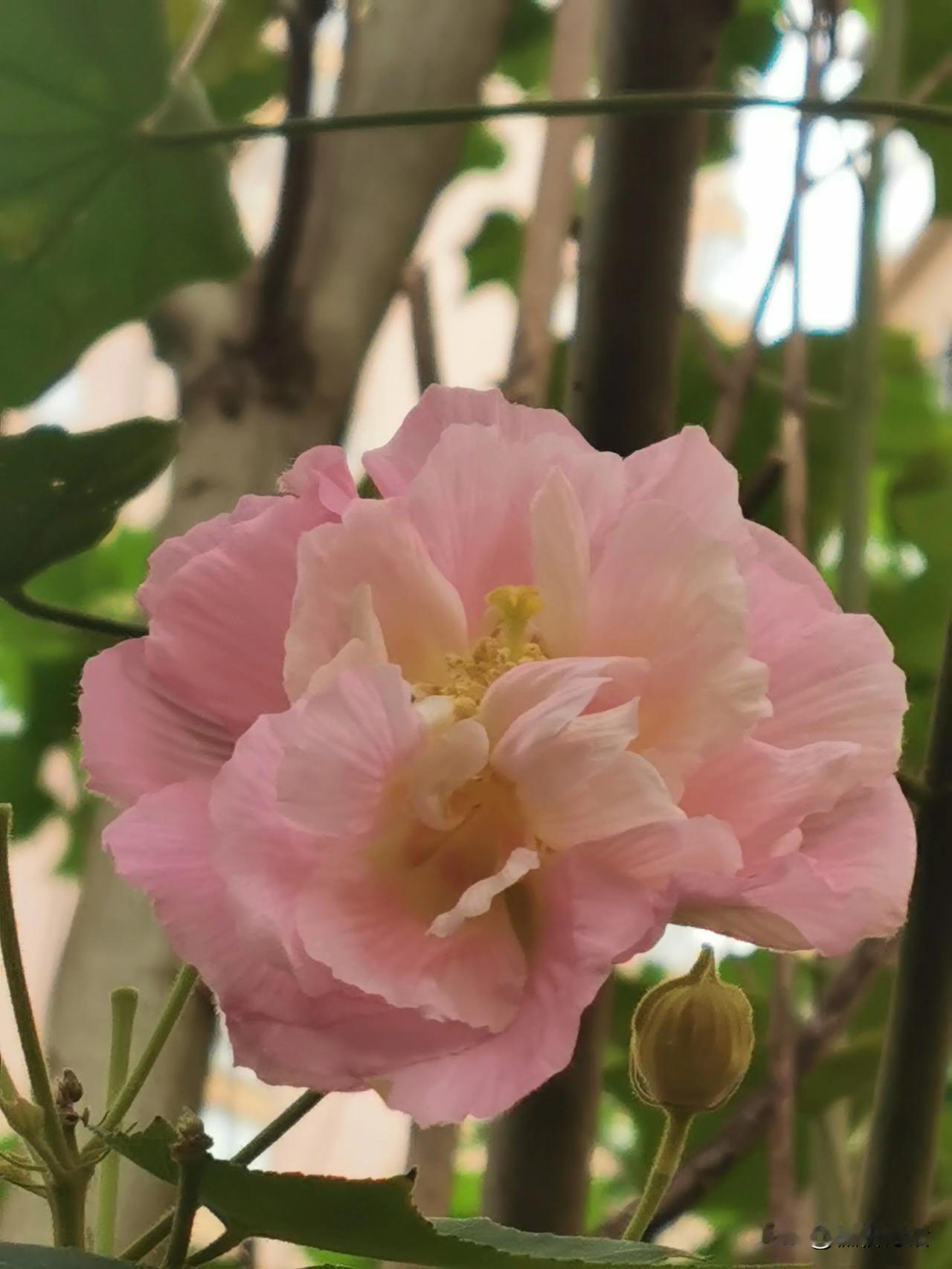 #上联：昨夜清风梳绿柳，如何对下联#今朝红日照黄花。