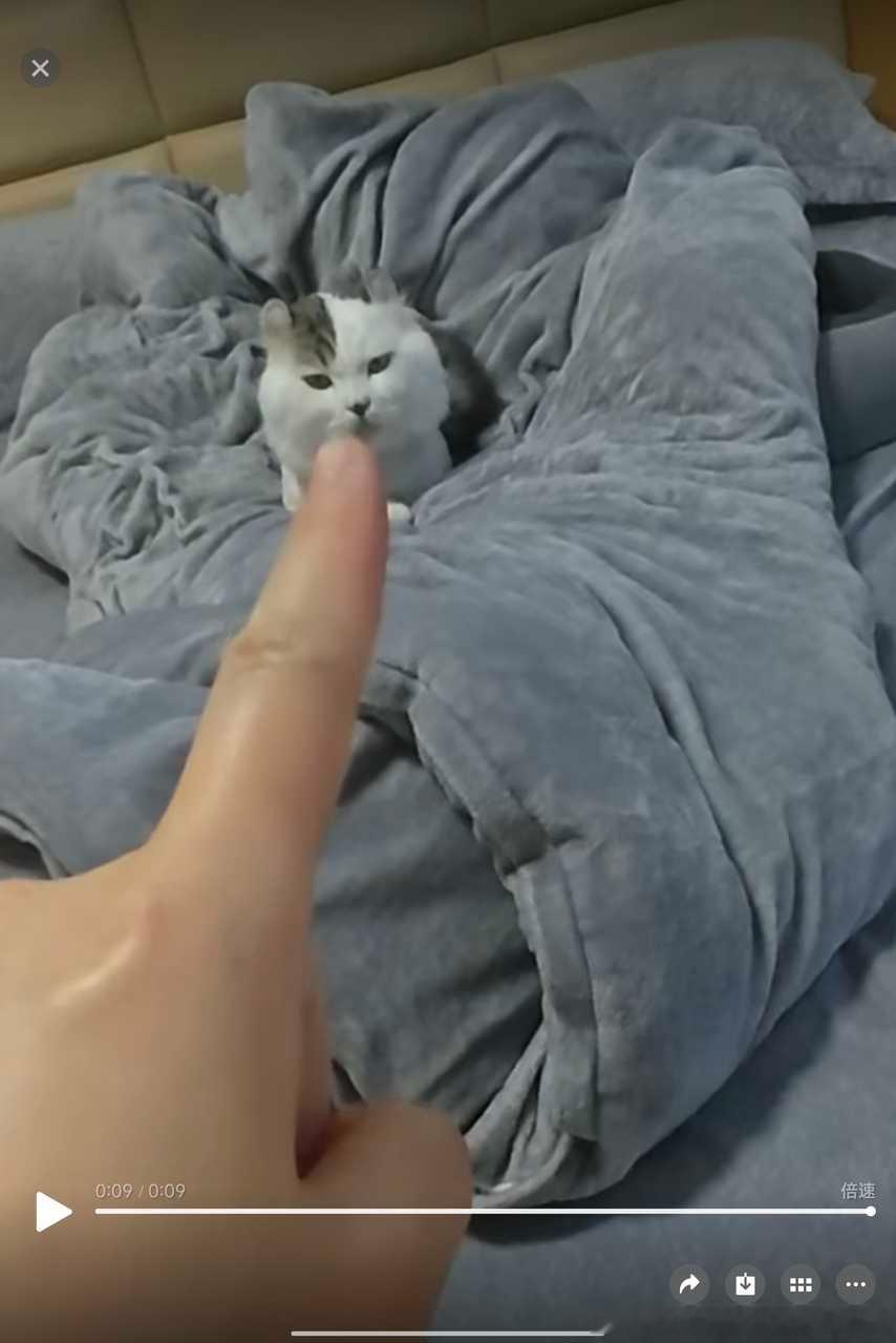 49764【丑猫】心灵也丑，给我朋友电脑键盘干下来了。。 