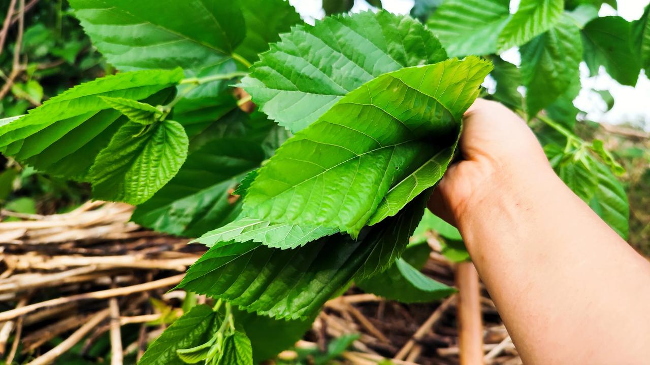 回家泡茶喝，她的味道清新爽口，听说还有减肥的功效，真是每一种植物都有它的妙用啊！