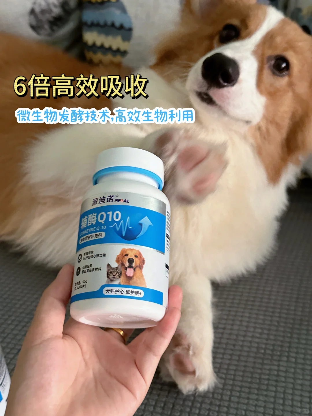 狗狗心脏🫀预防不容忽视