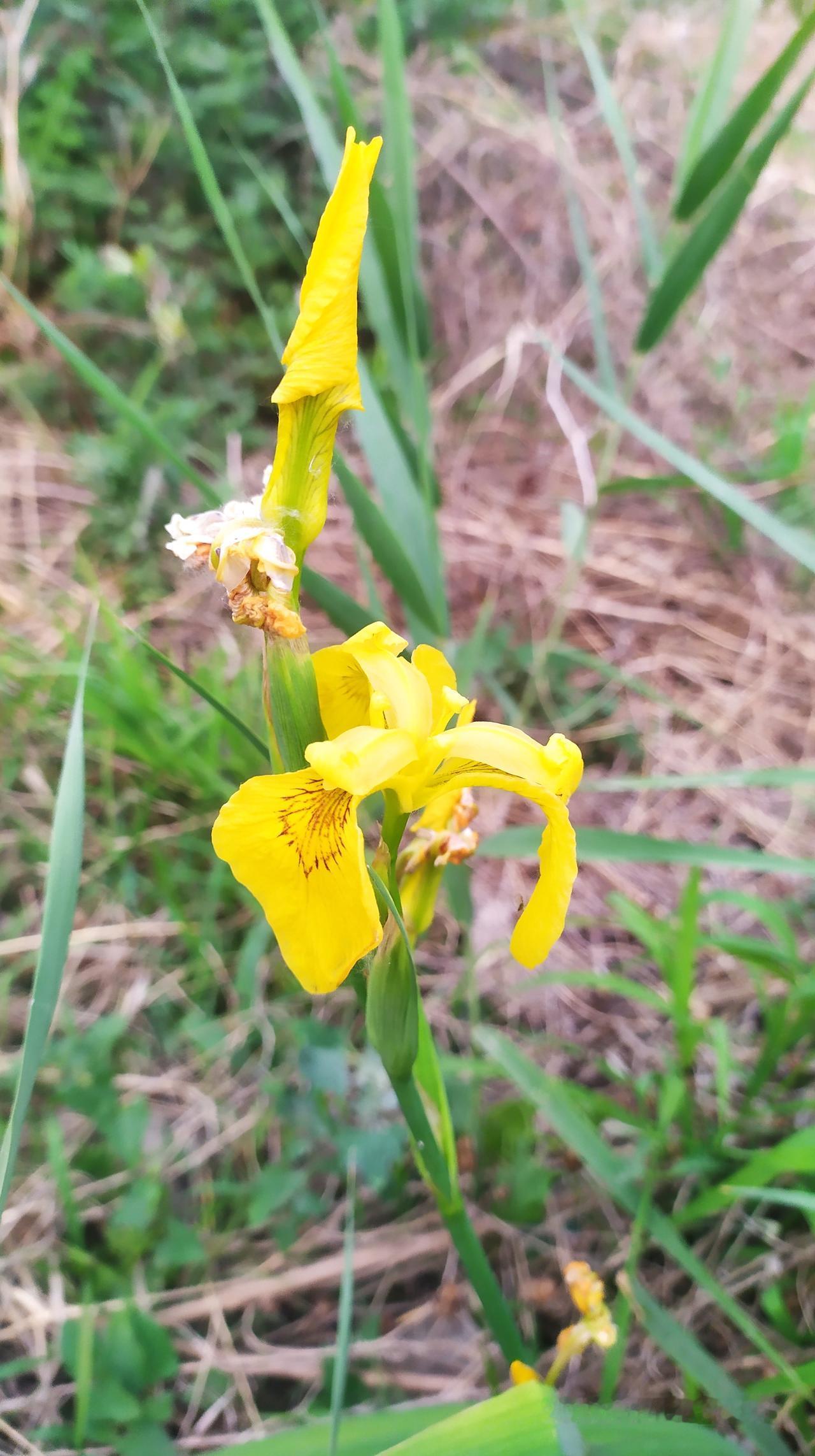 对联飞花令 菖蒲
出句：黄昏立水皆黄色（雪浪）
