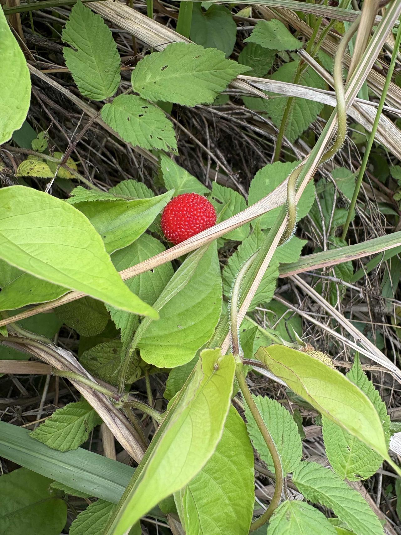 野草莓
