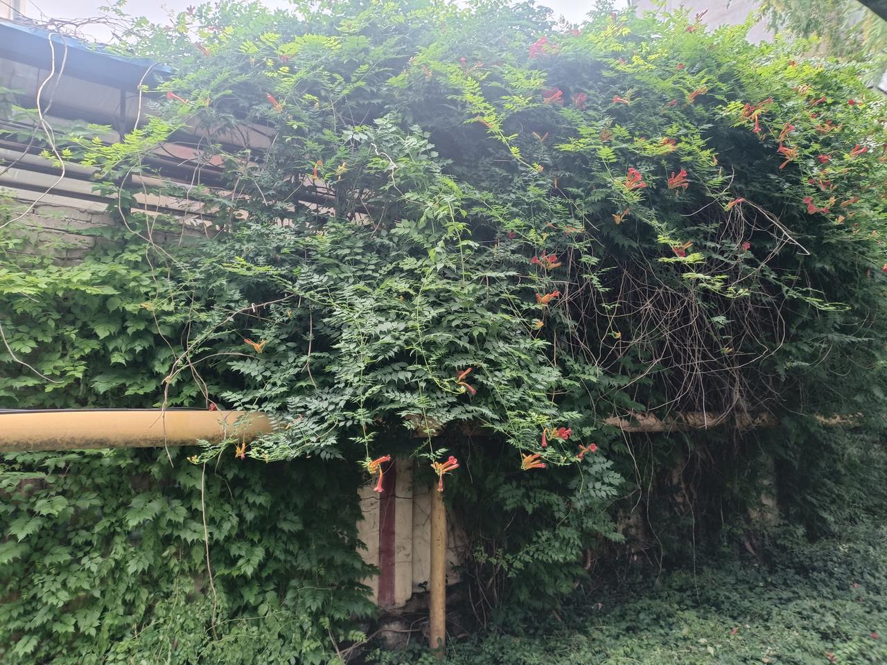 形意拳劈拳最大的劲来自哪里？
是身劲是身劈，
是走步，一往无前的趟步带来的劲力。